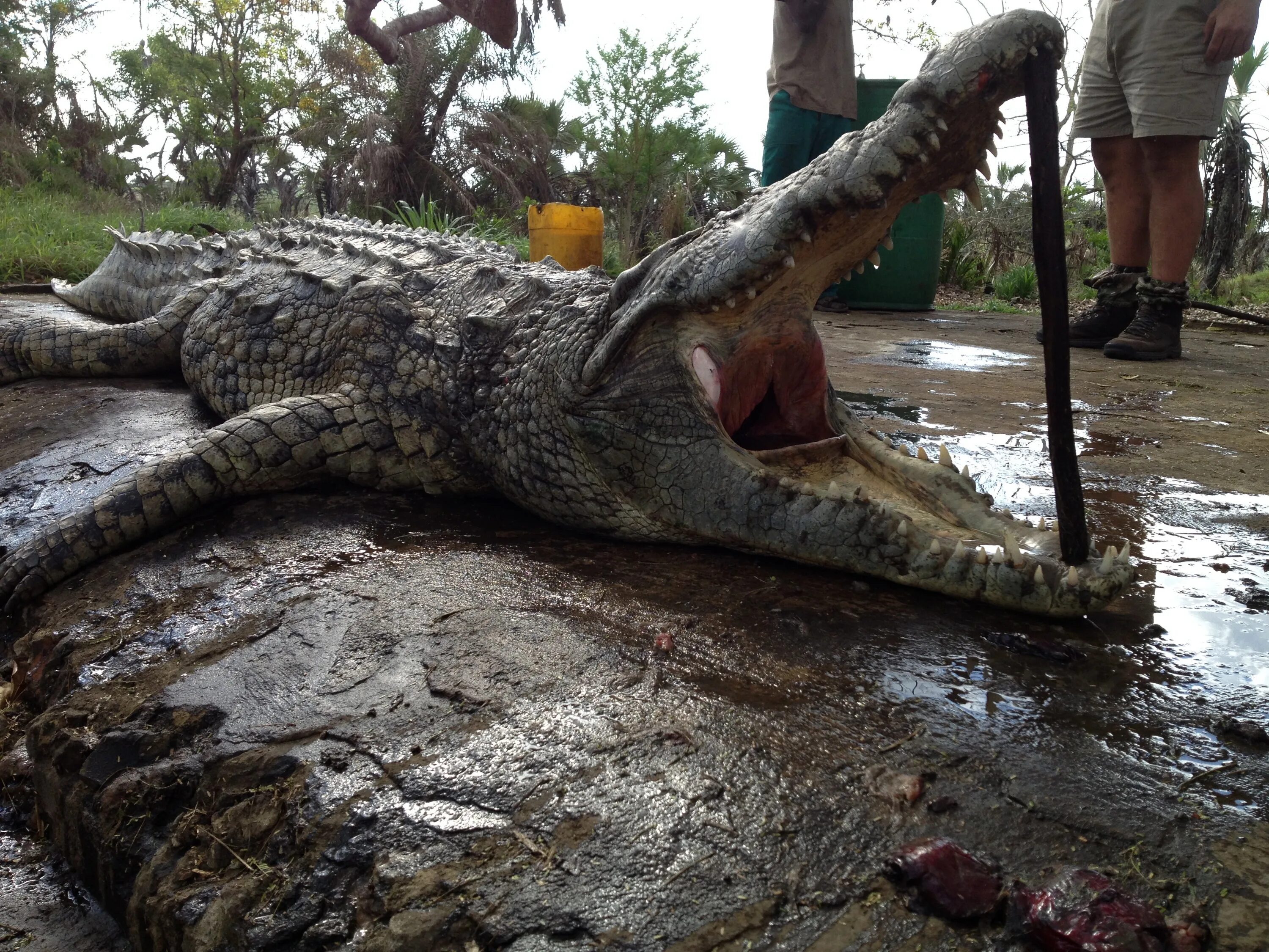 Купить крокодил про. Крокодил на Пхукете 2022. Крокодил на дереве.