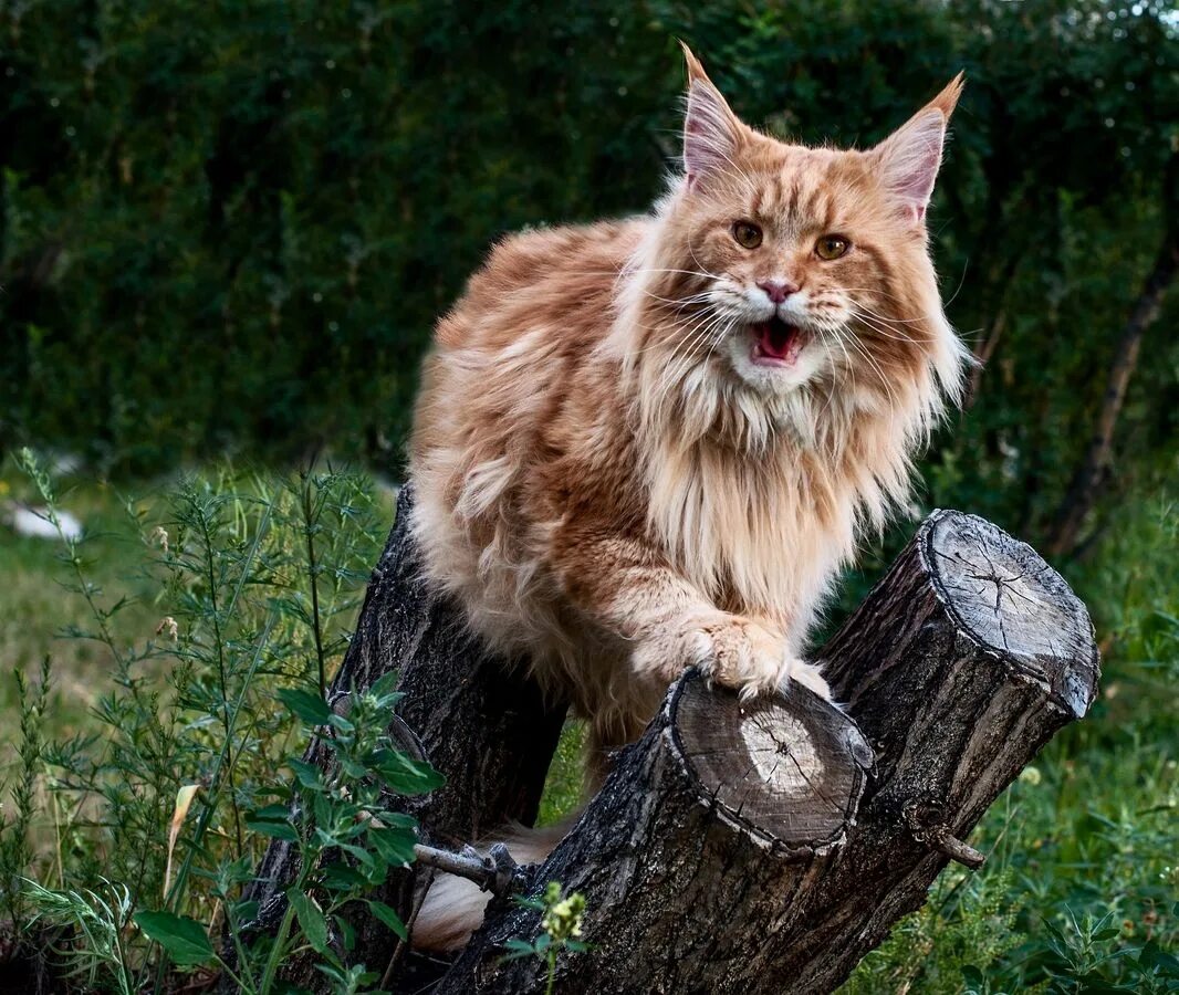 Мейн-кун. Кот Мейн кун. Дикая кошка Мейн кун. Лесной кот Мейн кун. Вязка мейкун в приморском крае