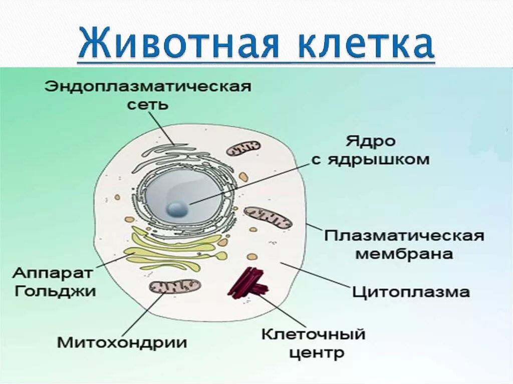 Главные части живой. Строение животной клетки 5 класс биология. Строение животной клетки 7 класс биология. Строение животной клетки 6 класс биология. Клетка биология строение схема животная.