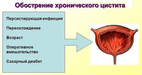 Хронический цистит у кота