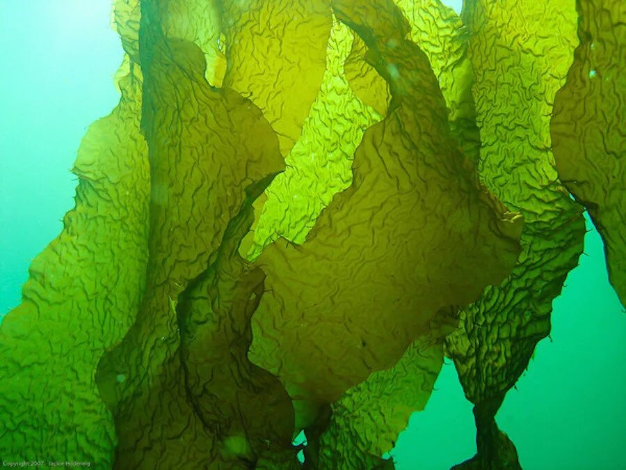 Ламинария это бурая водоросль. Морские водоросли ламинария. Водоросль морская капуста ламинария. Бурые водоросли ламинария. Бурые водоросли Ламинари.