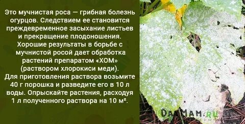 Мучнистая роса чем обработать