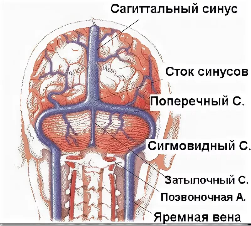 Сигмовидный синус твердой мозговой оболочки. Поперечный синус головного мозга анатомия. Поперечный синус твердой мозговой оболочки. Пещеристый синус яремная Вена. Гипоплазия правых синусов