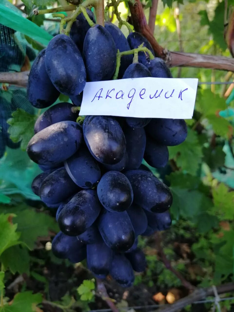 пряный виноград табак для кальяна. саженцы виноград великолепная 7. виноград 7 магазин. табак al fakher для кальяна виноград и м. виноградный сок джей севен.