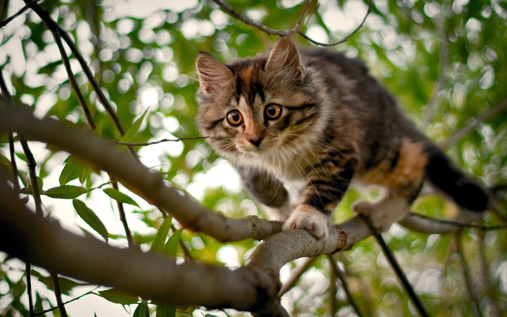 Кот на дереве. Кошка на природе. Котенок на дереве. Обои на рабочий стол коты.