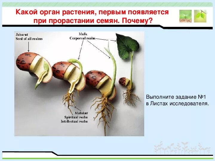 Первым из семени появляется. Прорастание семян. Прорастание семян 6 класс. Биология 6 кл прорастание семян. Прорастание семян 6 класс биология.