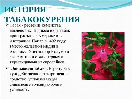Ядовитое растение семейства пасленовых