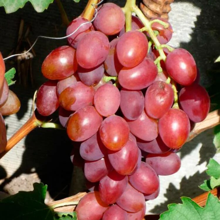 виноград изумление описание сорта. виноград изумление описание сорта. виноград бордовый. нагрузка виноградного куста преображение. сорт винограда ирэн.