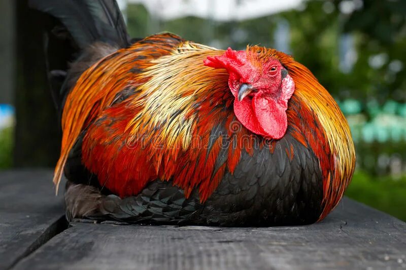 Спящий петушок. Спящий петушок. Спящие петухи. Спящий петух. Петушок спит.