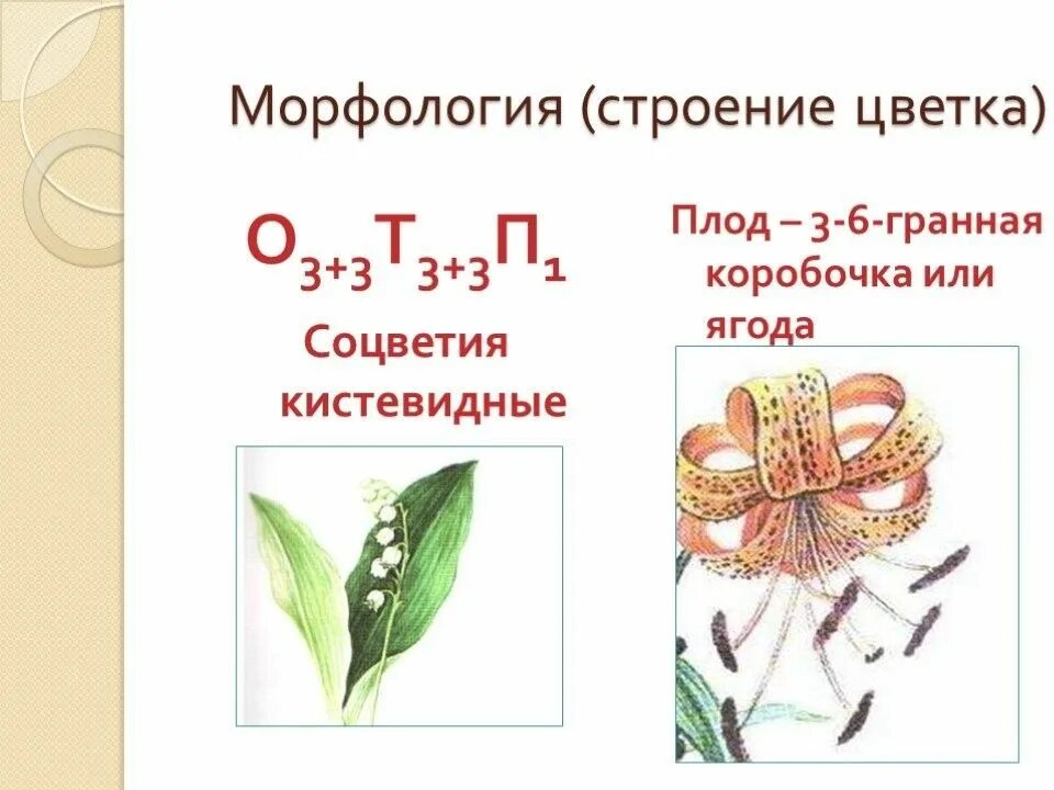 Строение цветка класс однодольных. Семейство лилейные строение цветка. лилейные строение цветка формула. строение цветка и плодов лилейных. формула цветка лилейных растений.