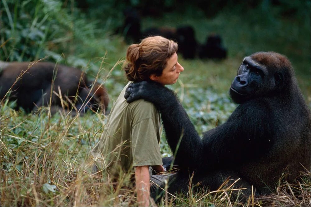 Наблюдать обезьяна. Jane Goodall горилла. Дайан Фосси. Джейн Гудолл с обезьянами.