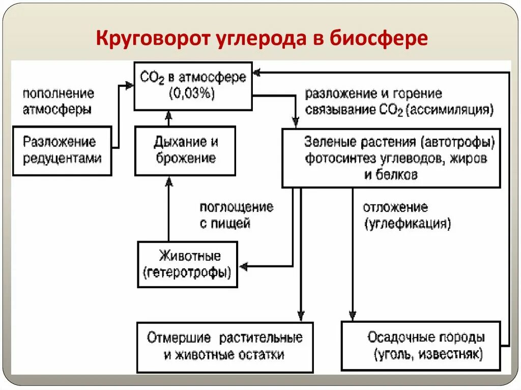 Круговорот углерода схема. Упрощенная схема круговорота углерода. Упрощенная схема углерода в биосфере. Круговорот углерода в биосфере схема. Этап круговорота углерода в биосфере