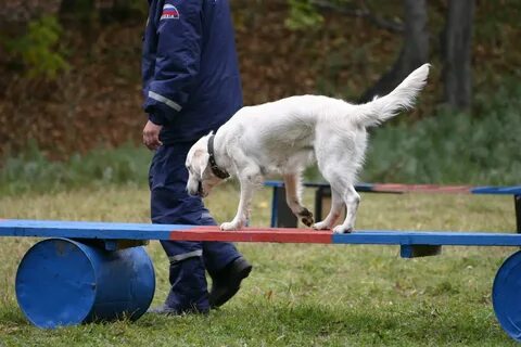 Школа послушания для борзых и гончих