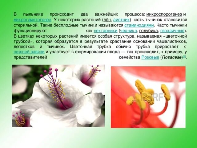 Стерильные растения. Репродуктивные части цветка это. В цветках имеются нектарники. Нектарники у растений. Стерильные и фертильные части цветка.