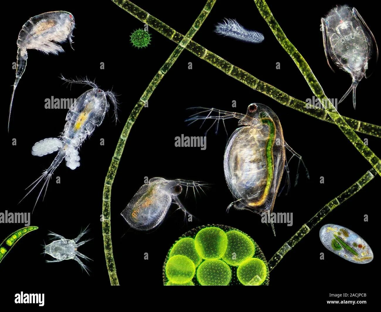 Зоопланктон дафния. Фитопланктон нанопланктон зоопланктон. Циклоп зоопланктон. Дафния фитопланктон.
