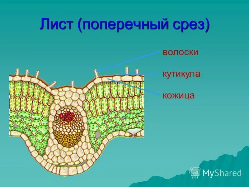 Поперечный срез листа фикуса. Поперечный срез листа камелии под микроскопом. Поперечный срез листа кукурузы. Столбчатая губчатая покровная ткань. Поперечный срез листа камелии.