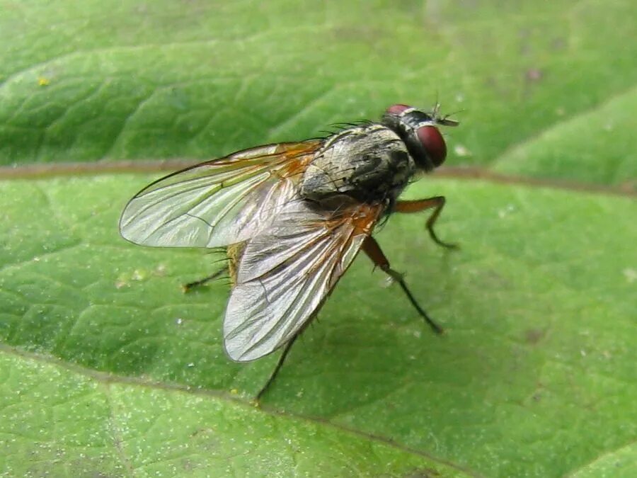 Форма крыльев мухи