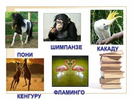 Шимпанзе род слова существительные