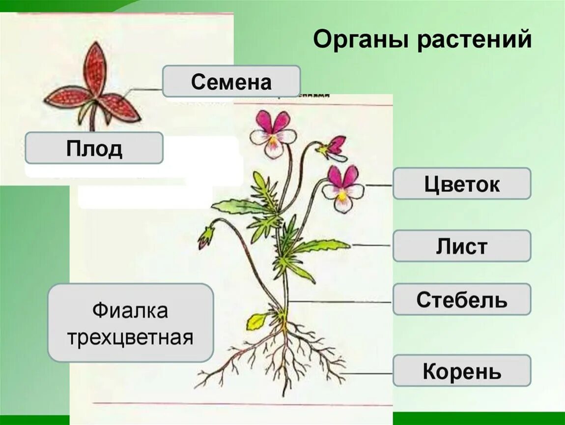 Ромашка однодольное или двудольное растение. Вегетативные органы цветковых растений. Какие органы есть у растений. Органы растения схема.