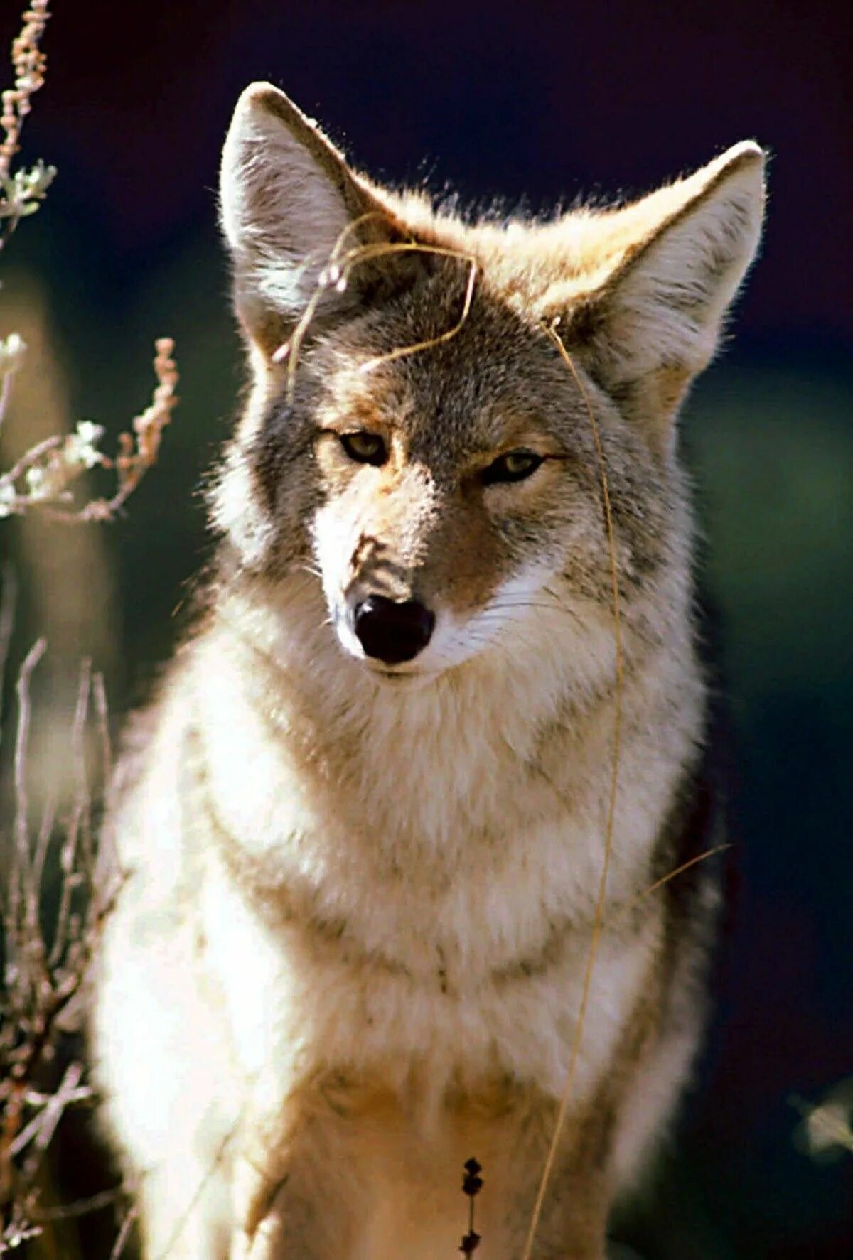 Степные волки 3. Койот Степной волк. Степной волк Казахстана. Степной волк животное. Степной пустынный волк.