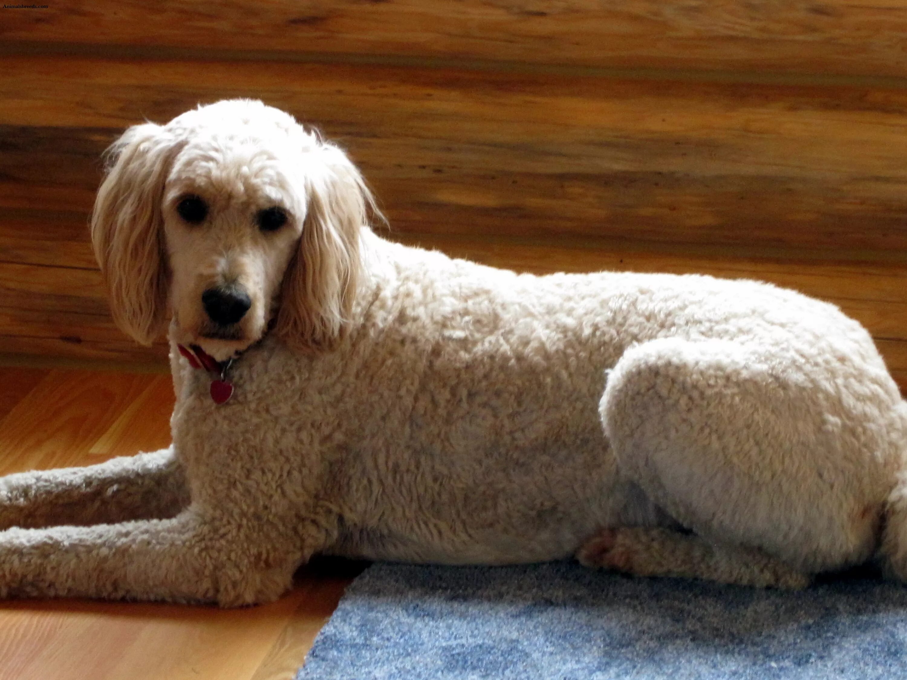 Голден пудель. Голден дудл веселый щенок. Пёс породы голдендудль. Голден лабрадудель. Голдендудль и лабрадудль.