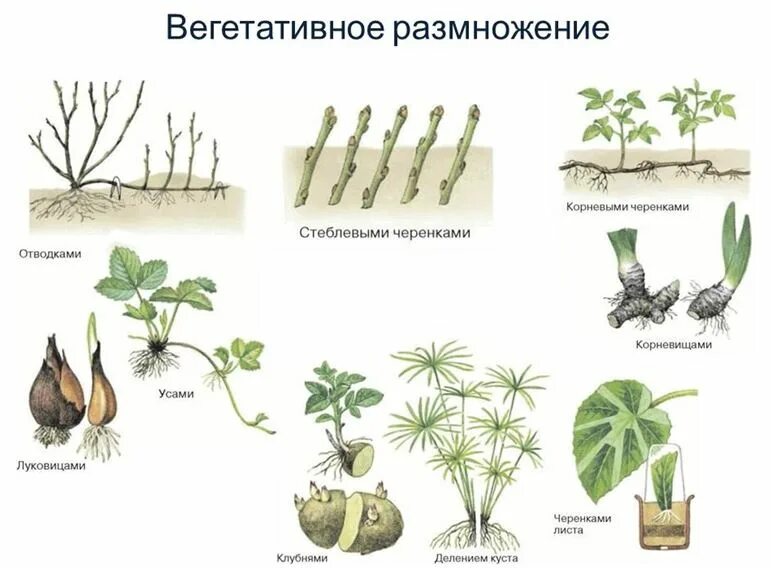 При вегетативном размножении используются. Размножение растений бесполое вегетативное бесполое размножение. Виды искусственного вегетативного размножения. Вегетативное размножение растений схема. Вид вегетативного размножения отводки.