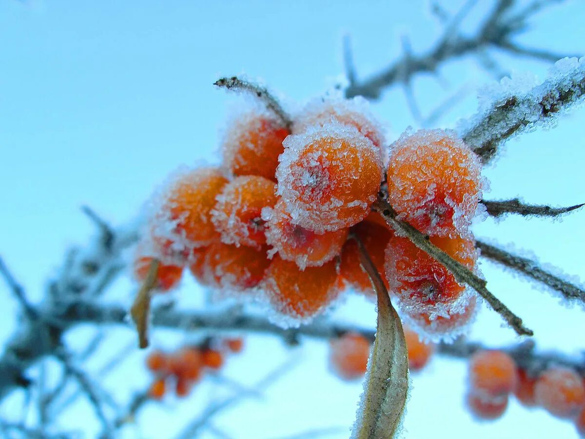 Дерево растет зимой. Зимние ягоды облепихи. Ягоды в снегу. Кустарники в зимнем наряде. Ягоды в инее.