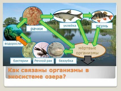 Схемы цепей в водоеме