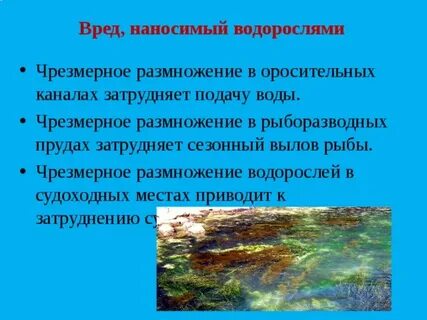 Польза водорослей