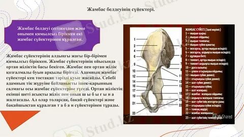 Көпшілік қызды аузына сиғызады