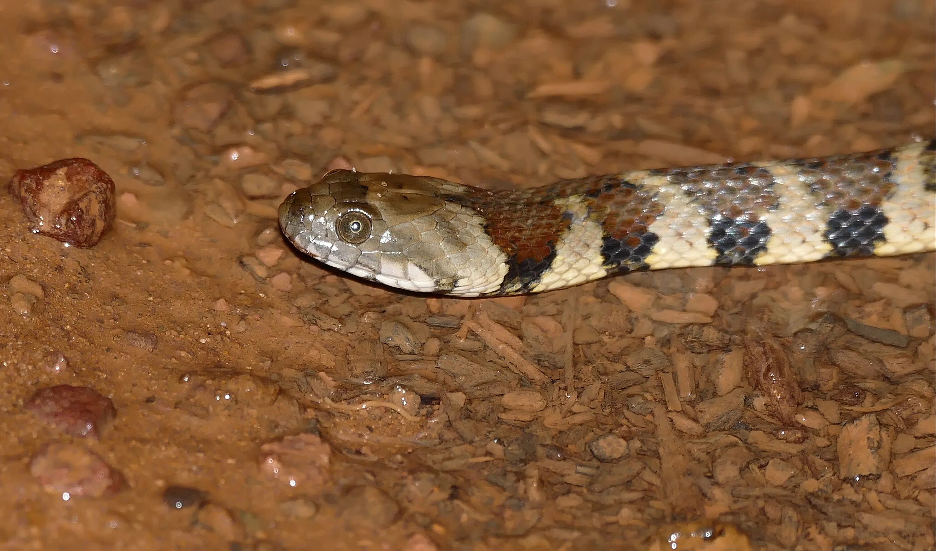 Brown banded. Косоглазая змея. Змеиные галереи Британия. Colodon angulatus.