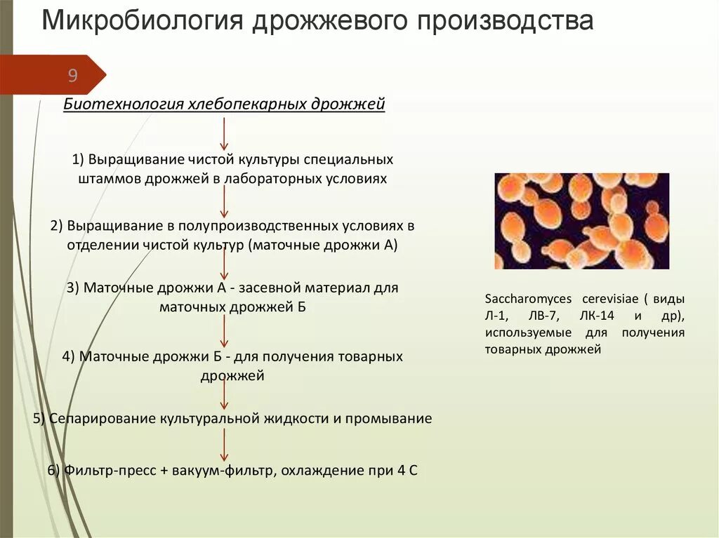 Фермент дрожжи. Дрожжи микробы. Виды производства дрожжей. Производственная стадия разведения дрожжей. Микробиология хлебобулочных изделий.