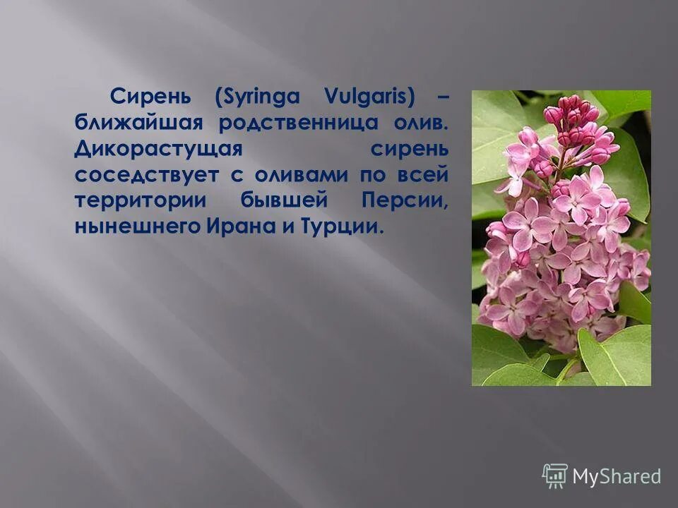 Сирень дерево описание. Сирень это дикорастущее или культурное растение. Соцветие сирени. Сирень это дикорастущее или культурное растение. Кустарники леса презентация.