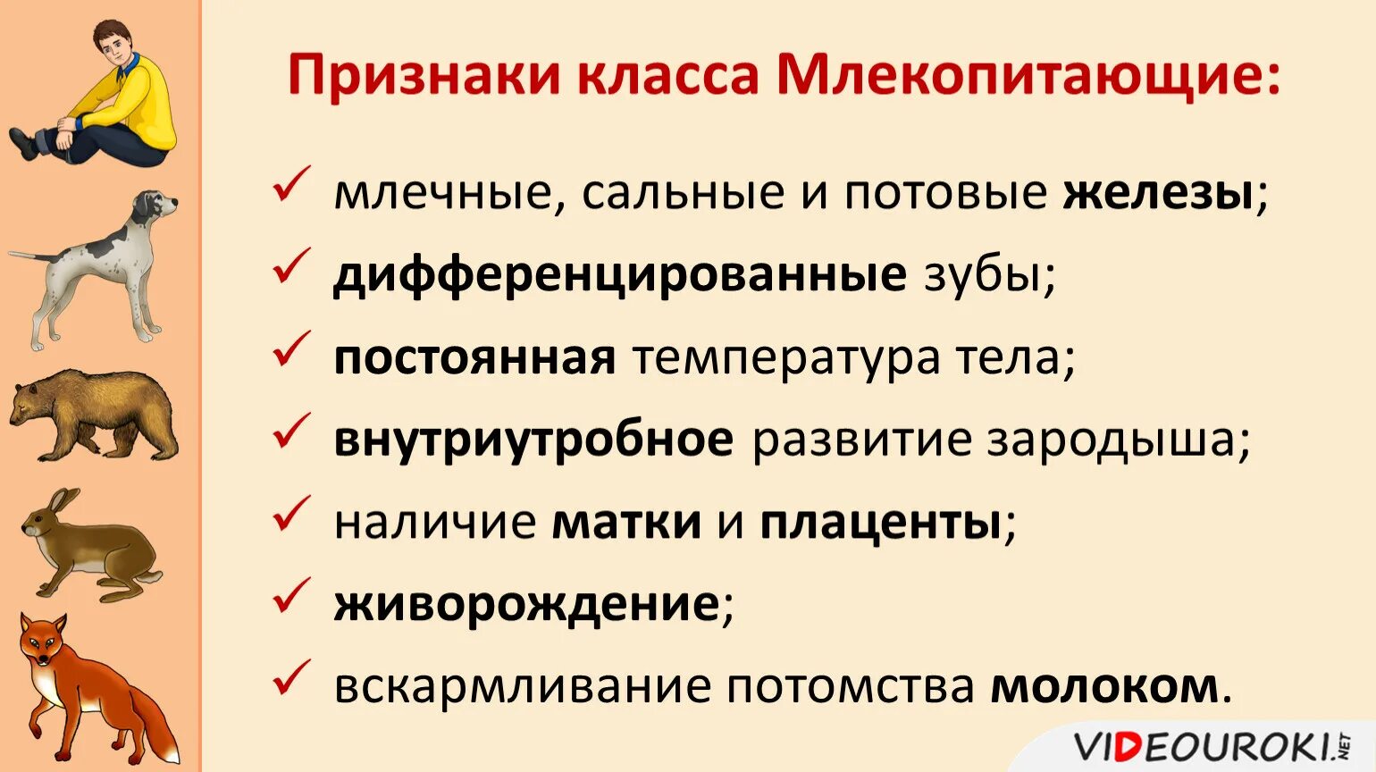 Признаки относящие человека к классу млекопитающих. Признаки класса млекопит. Признаки млекопитающих. Признаки млекопитающих у человека. Признаки млекопитающих животных.