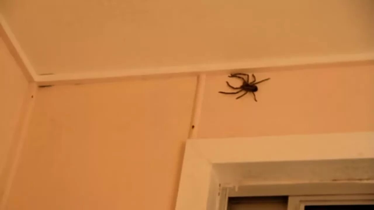 Паук на потолке. По стене ползет паук. Паук в углу на потолке. Большой паук ползет по стене дома. Увидеть ползущего паука