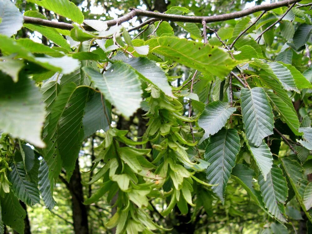 Дерево бук фото и описание. Граб дерево. Граб обыкновенный листья. Carpinus betulus. Граб дерево Крымский.