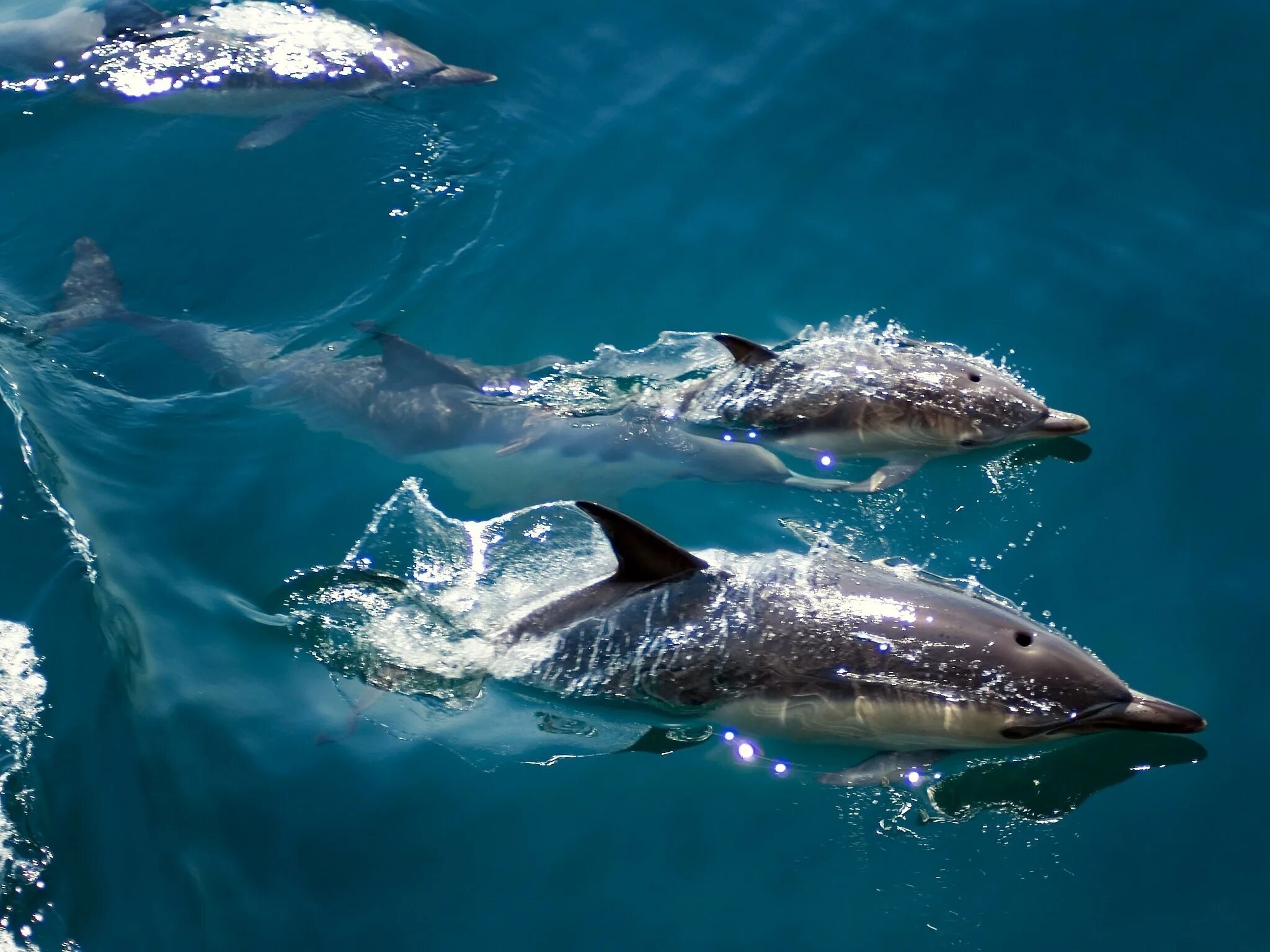 Моря рыбы дельфины