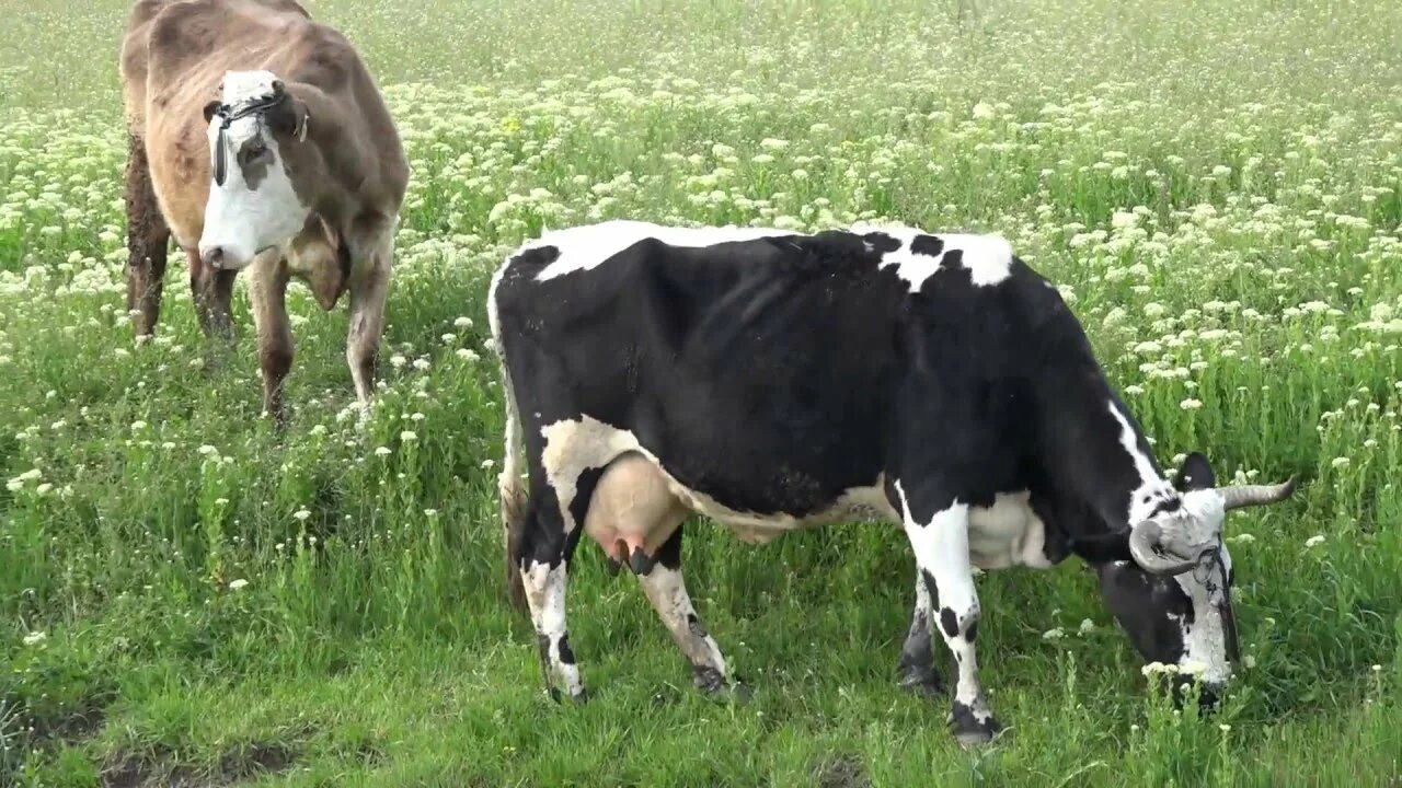 Коровы подруги. Корова. Видео про коров для детей. Телята видео для детей. Корова лёля.