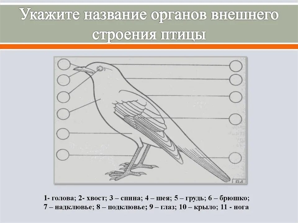 Строение птицы 1 класс. Строение птицы 1 класс задание. Строение птицы задания для дошкольников. Строение тела птицы 1 класс.