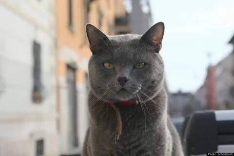 Подскажите кошки