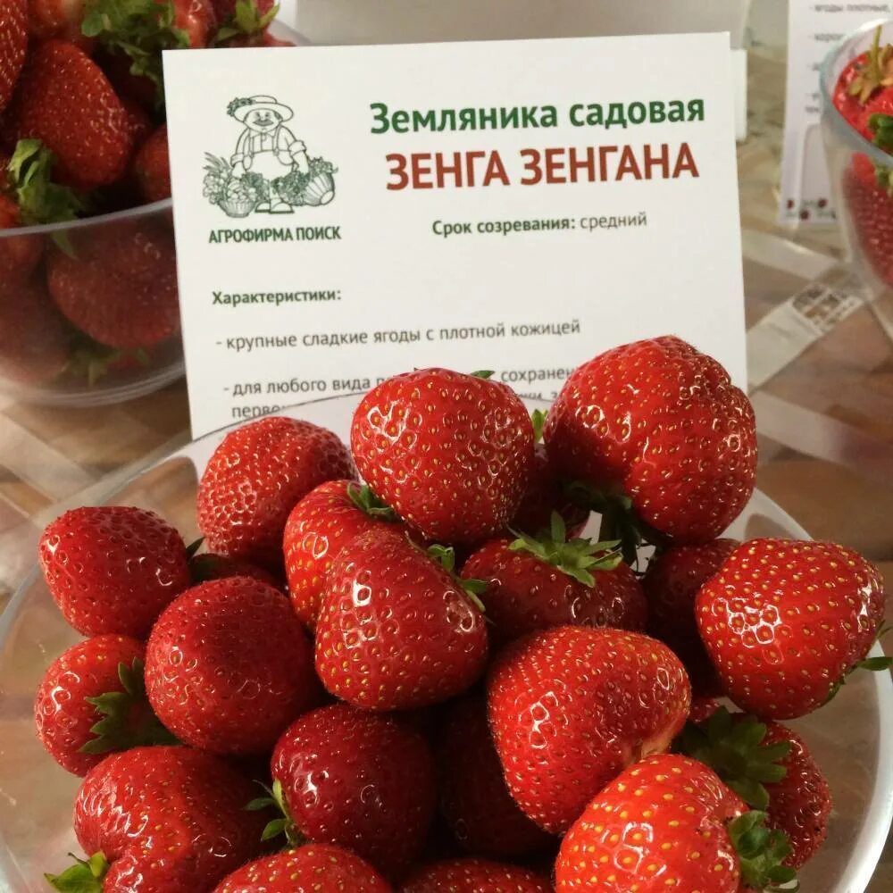 Клубника фото отзыв. Клубника ремонтантная Зенга Зенгана. Земляника Садовая сорт Зенга Зенгана. Земляника Садовая Зенга Зенгана (р9). Клубника Зенга Зенгана характеристики.