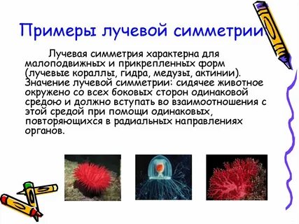 Лучевая система характерна для