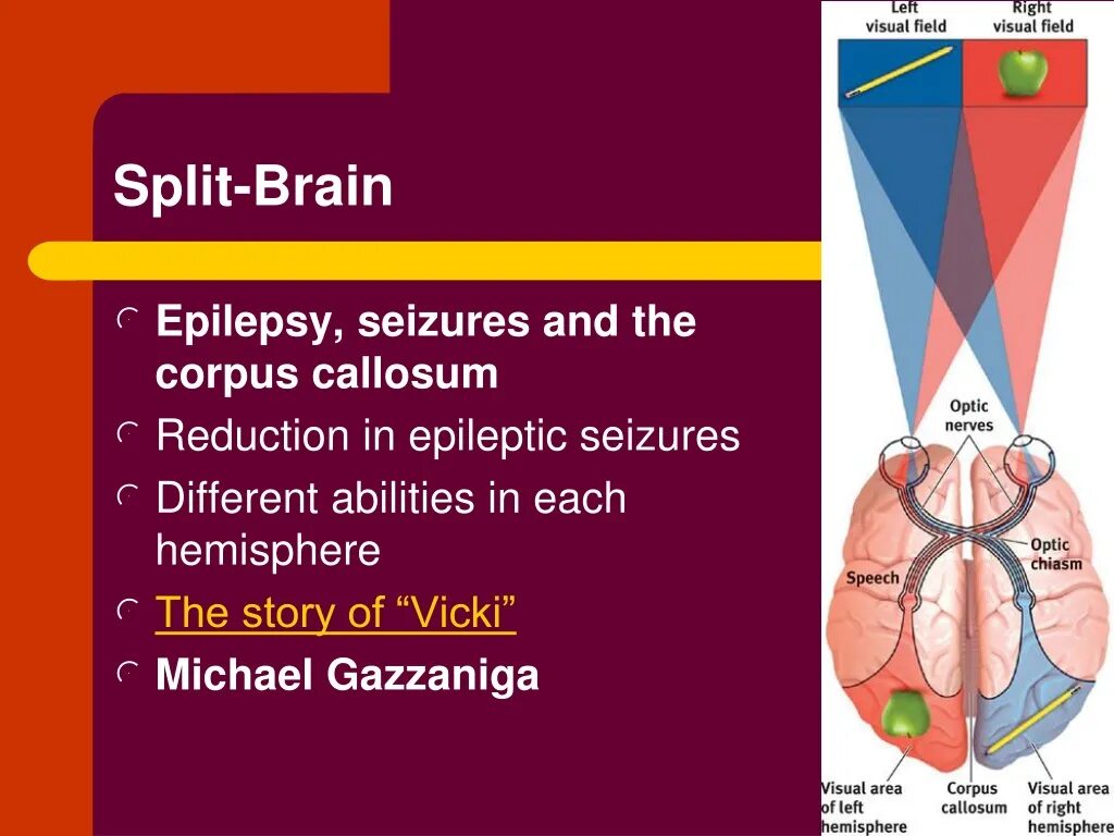 Different abilities. Корпусная каллозотомия. The prevalence of Epilepsy.