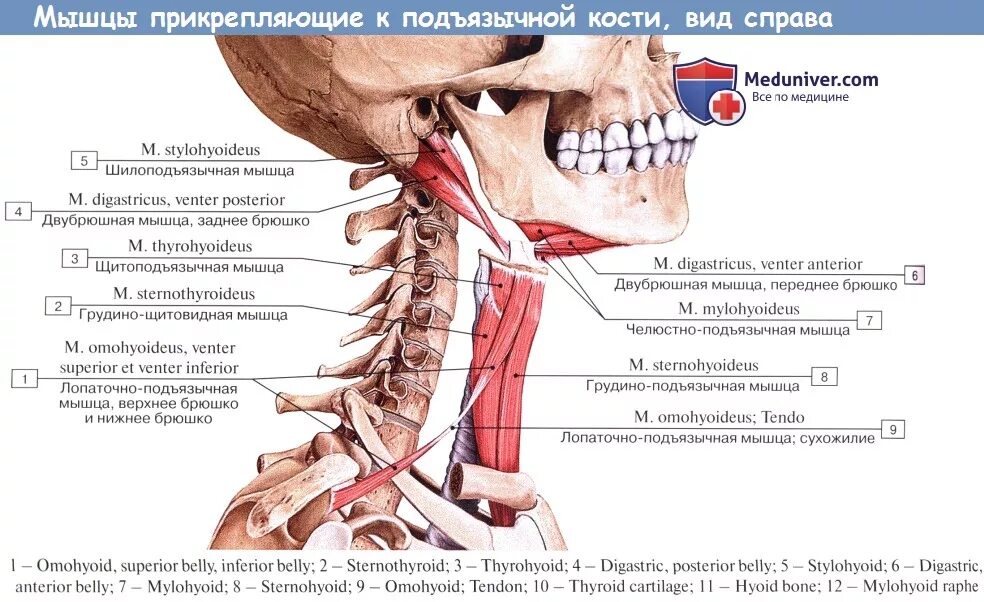 Где находится подъязычная кость. Подъязычная кость мышцы анатомия. строение шеи спереди кости. шилоподъязычная мышца (m. stylohyoideus).