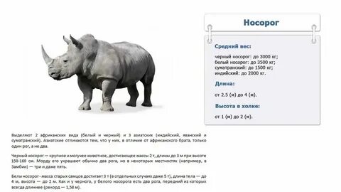 Носорог весит 4 кн какова его масса