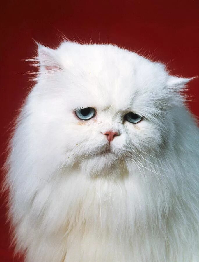 Метовые персы. Персиан Кэт. Персидский кот. Персидский кот белый. Персидская кошка альбинос.