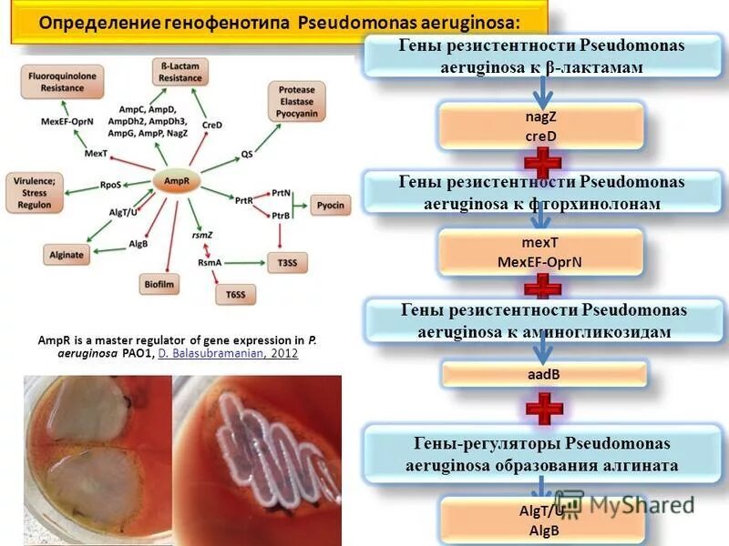 Pseudomonas aeruginosa осложнения. Pseudomonas aeruginosa строение. Псевдомонас аэругиноза морфология. Pseudomonas aeruginosa морфология. Ген резистентности