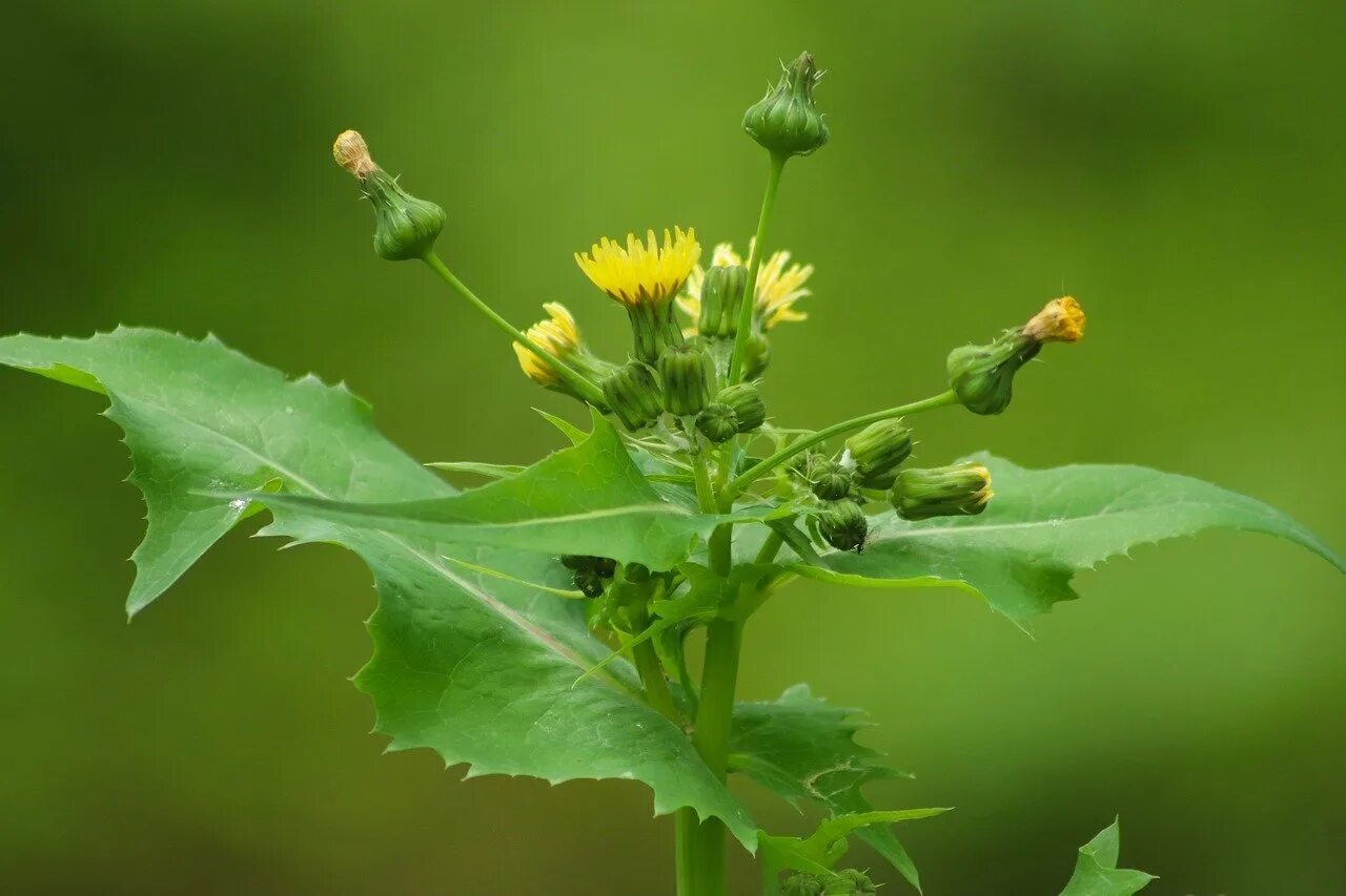 Осот огородный, полевой. Осот огородный (Sonchus oleraceus). Осот желтый полевой. Осот Бодяк огородный. Сорняк с цветочками