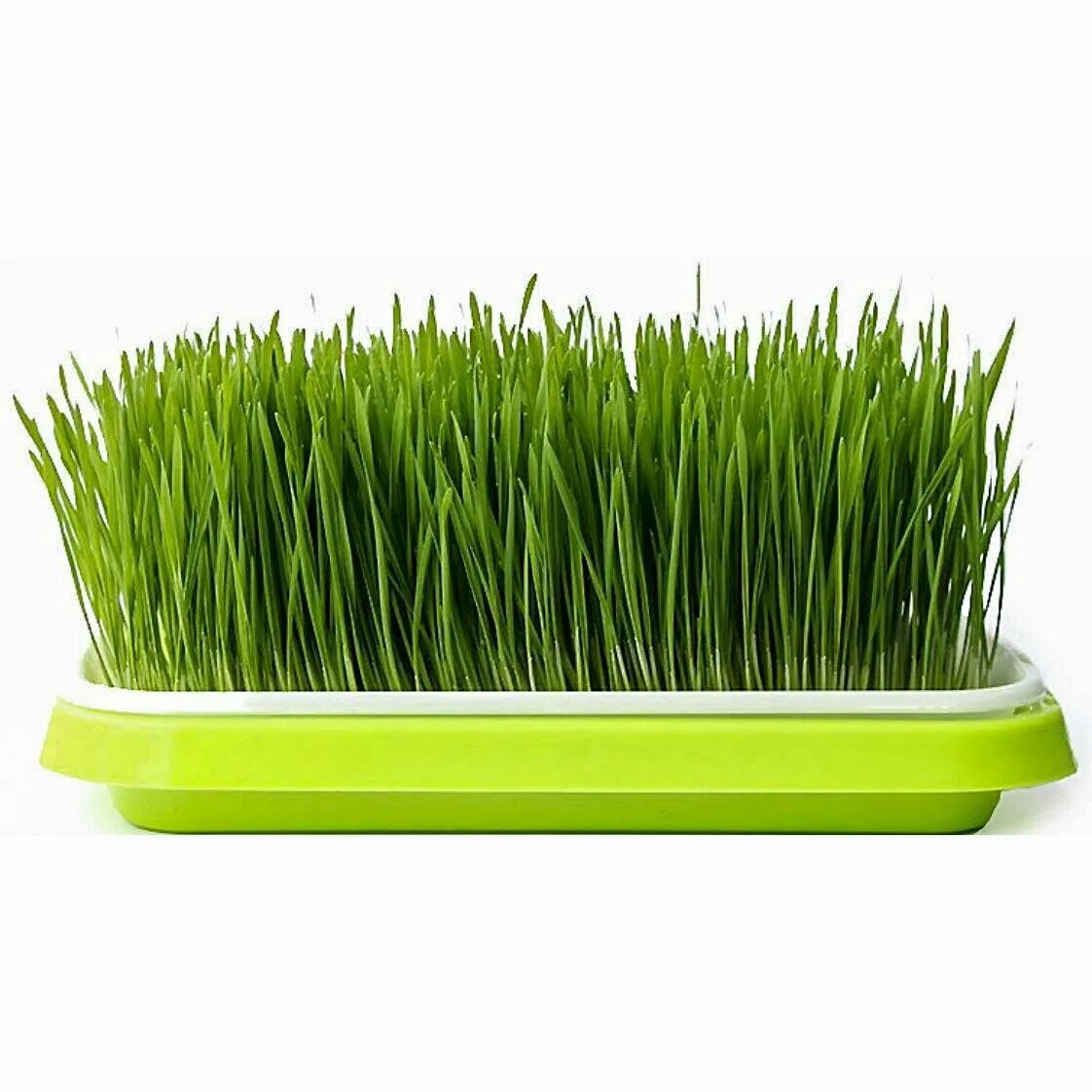 микрозелень пшеницы. микрозелень пророщенная пшеница. микрозелень пшеница. микрозелень овес. микрозелень проростки пшеницы витграсс.