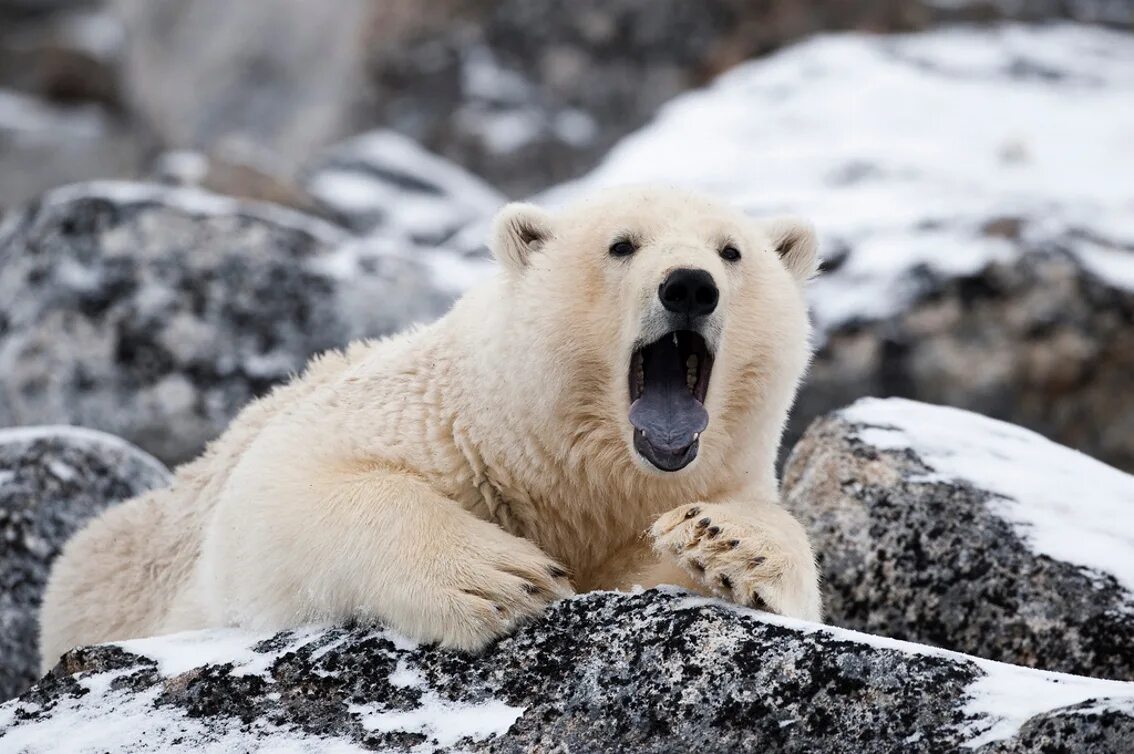 Белый медведь WWF. Полярный медведь. Белый медведь дикий. Белый медведь в дикой природе. Дикая природа англ